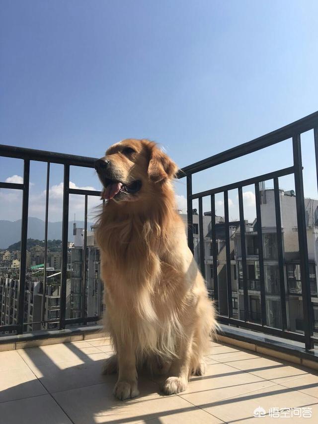 训练狗狗:怎么训练狗狗才是正确的方法？