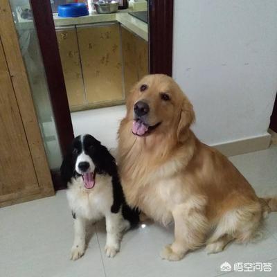 训练狗狗:怎么训练狗狗才是正确的方法？