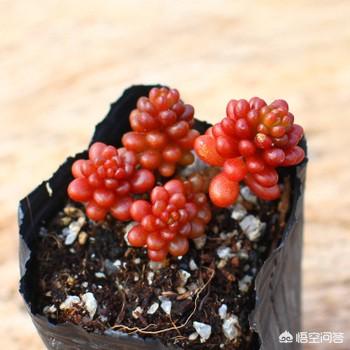 虹之玉叶片:请问这盆虹之玉茎杆上是怎么了？该怎么办？