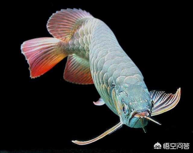 观赏水族疾病防治学:金鱼易得哪些疾病，该如何防治？