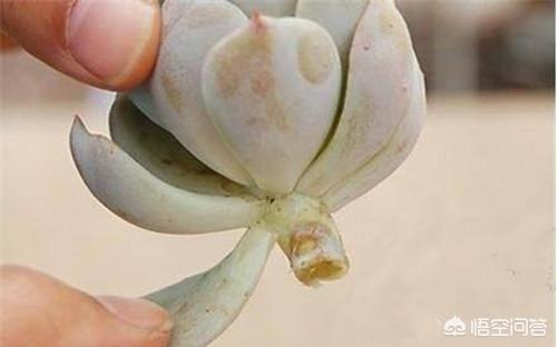 “砍头”后的多肉如何生根？
