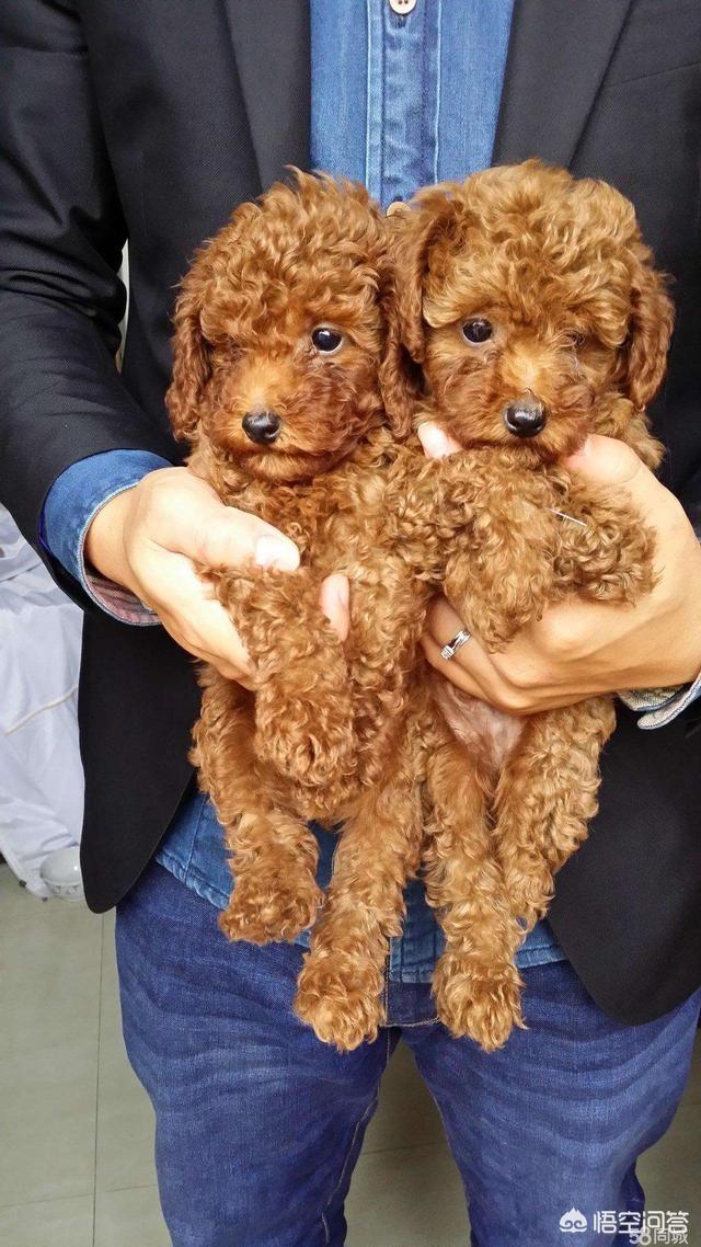 美卡犬要挤肛门:有什么事情不能够对泰迪犬做的？