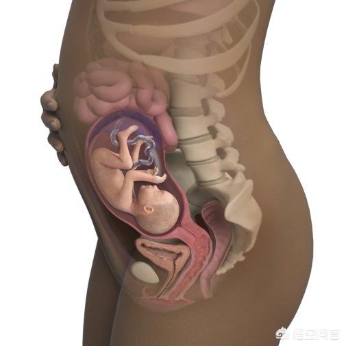 头条问答 - 怀孕25周,宝宝是什么样子的?(26个回答)