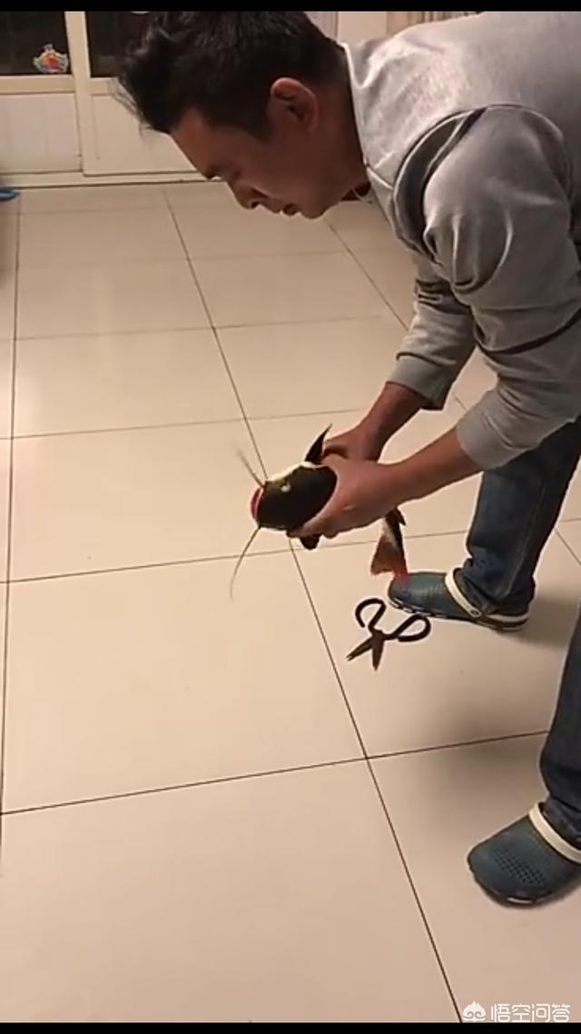 猪鼻子龟开食:最佳观赏淡水猪鼻龟如何饲养？