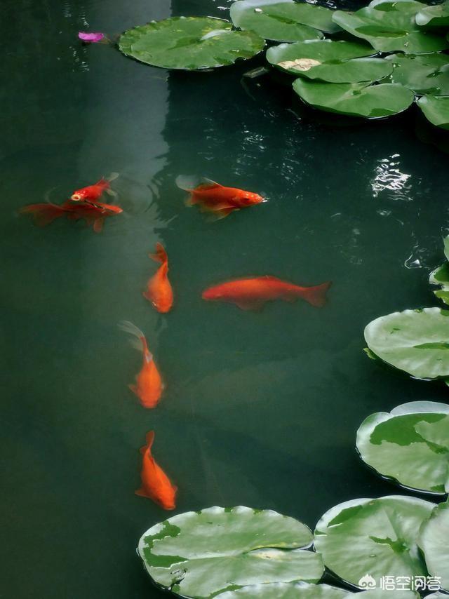 猫用尾巴钓鱼故事视频:小猫用尾巴钓鱼的故事 小时候谁钓鱼最深刻的故事是什么？
