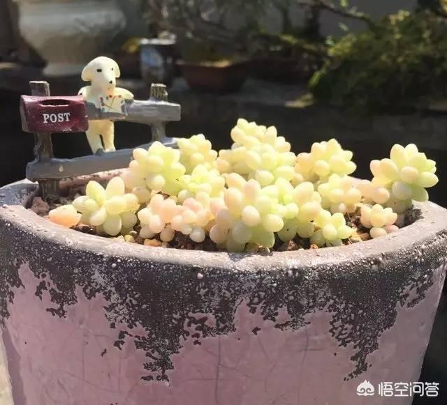 翡翠景天多肉图片:长成这样的多肉你见过吗？