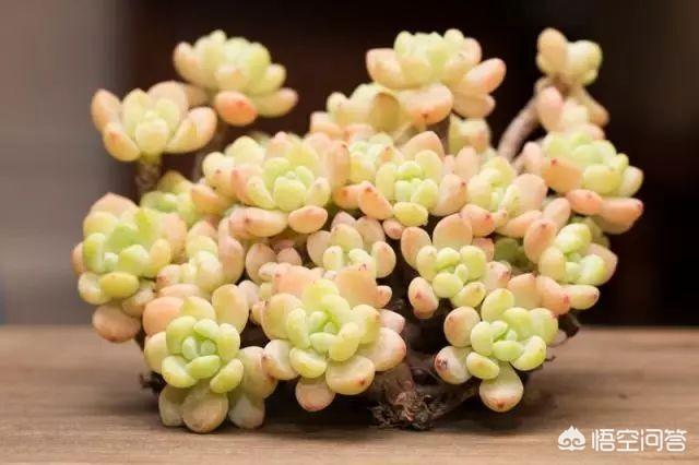 翡翠景天多肉图片:长成这样的多肉你见过吗？