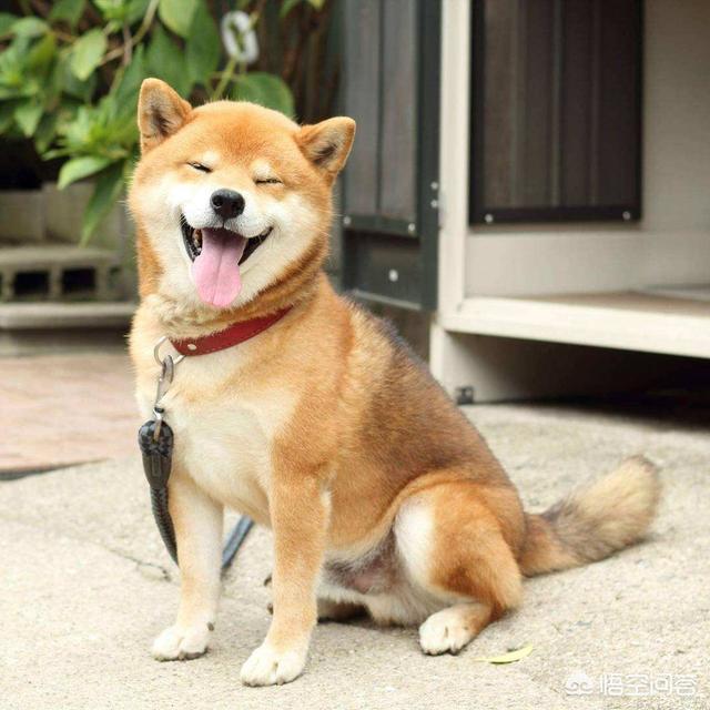 巴哥犬表情包帅气:为什么巴哥犬越来越多人喜欢？ 巴哥犬的表情包
