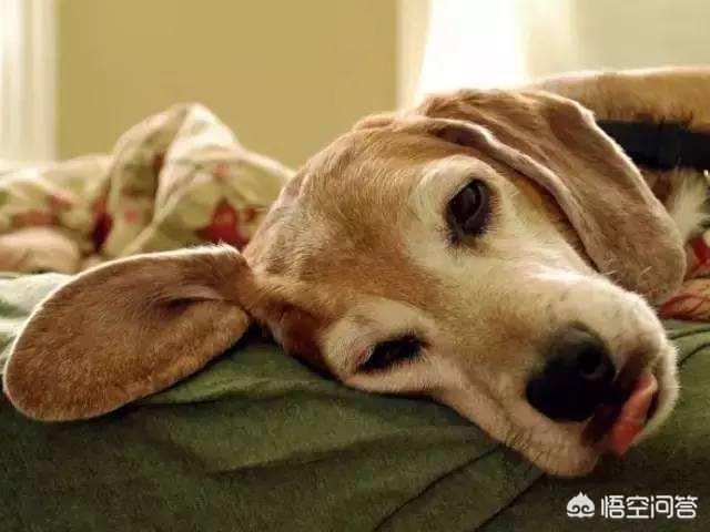 罗威纳幼犬到家:狗狗刚到家，应该怎么饲养？