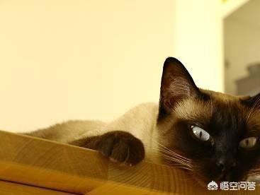 为什么猫咪能缩在小盒子里面:为什么猫咪喜欢在高处狭窄的地方睡觉？