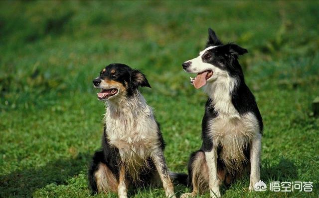 南阳边境牧羊犬图片:为什么饲养边境牧羊犬的人不是很多？有什么缺点？ 杂交边境牧羊犬图片