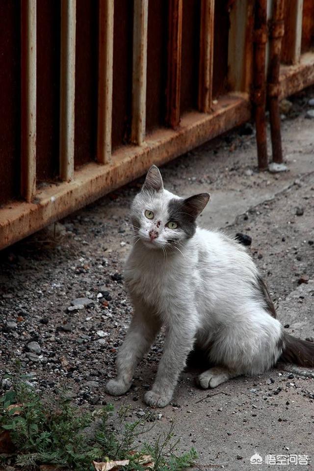 猫咪不乖by:猫是不是要从小养才会跟主人有感情呢？