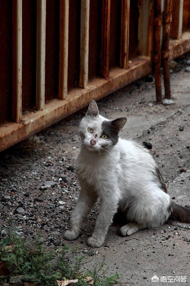 霸道总裁的小猫咪夏小薰小说:猫是不是要从小养才会跟主人有感情呢？