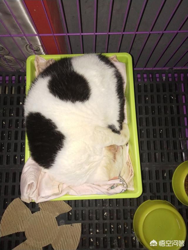 猫咪放屁拉稀带血:猫咪大便带血清晨呕吐为什么？