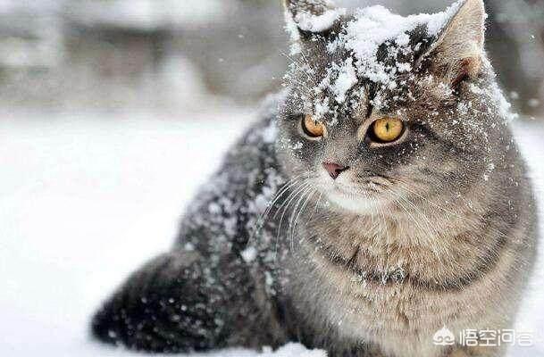 冬天养猫注意事项:冬天猫咪不盖被子会冻死吗？