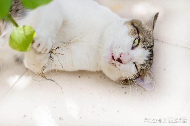 猫猫吃的猫薄荷是什么:猫咪什么时候可以开始吃猫薄荷？