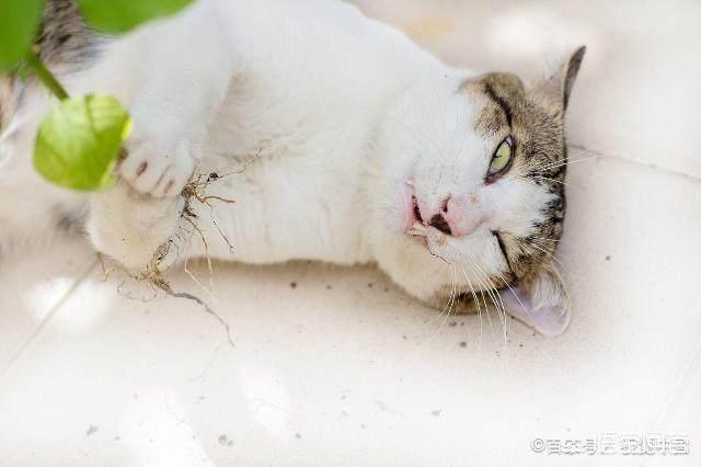 猫薄荷对猫有什么作用危害:猫咪什么时候可以开始吃猫薄荷？