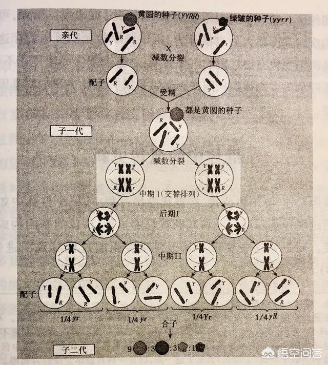 女人与狗的历史:历史上有人类文明出现，是先有男人，还是先有女人？ 人与狗的历史追溯