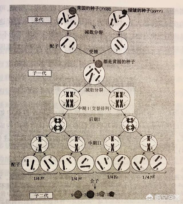 先有男人还是先有女人，历史上有人类文明出现，是先有男人，还是先有女人？