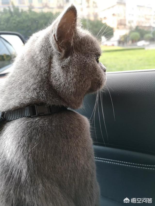 玩具存钱箱愤怒的猫咪:自从养了猫，你的生活发生了什么改变？