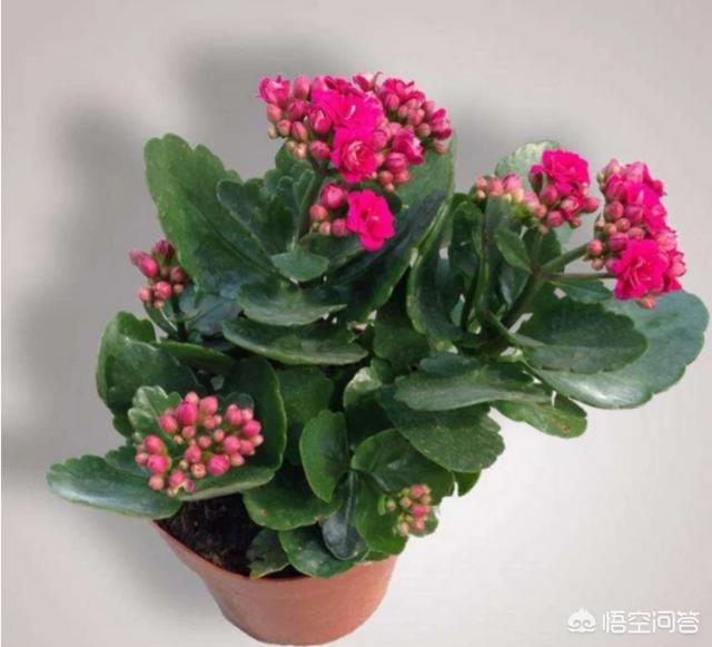 长寿花的繁殖方法图解:长寿花在花期时怎样移盆？