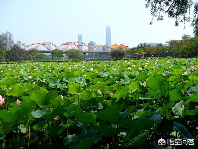 深圳湾公园好玩吗(深圳前湾公园好玩吗)