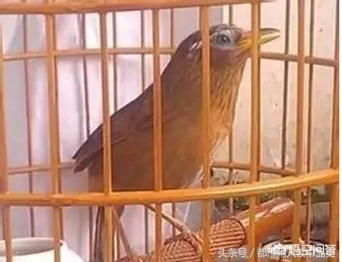 驯养宠物知识大全:养狗需要知道哪些小知识？