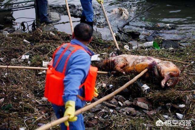 温氏死猪肉:染上非洲猪瘟的猪生病死了，被养殖户丢在沟里，会有怎样的后果？