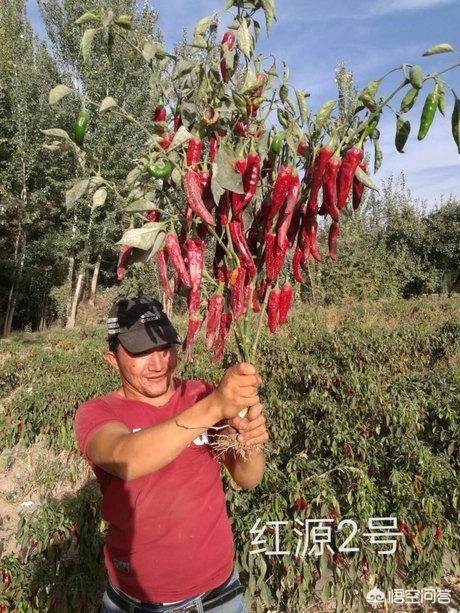 鸟眼辣椒哪里有卖:高产色素辣椒种子都有什么品种？哪里可以购买到？