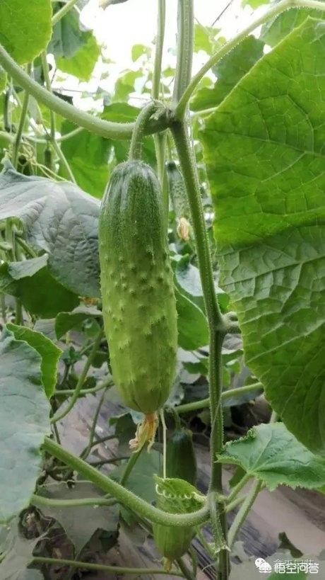 头条问答 - 长春地区种植旱黄瓜,有什么好的品种?(2个回答)