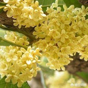 桂花怕冻吗？
