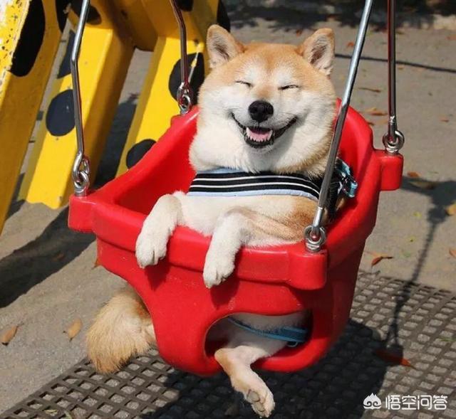 柴犬奇迹物语高清图片:请问：拉布拉多、比格、柴狗，养哪个更省心？