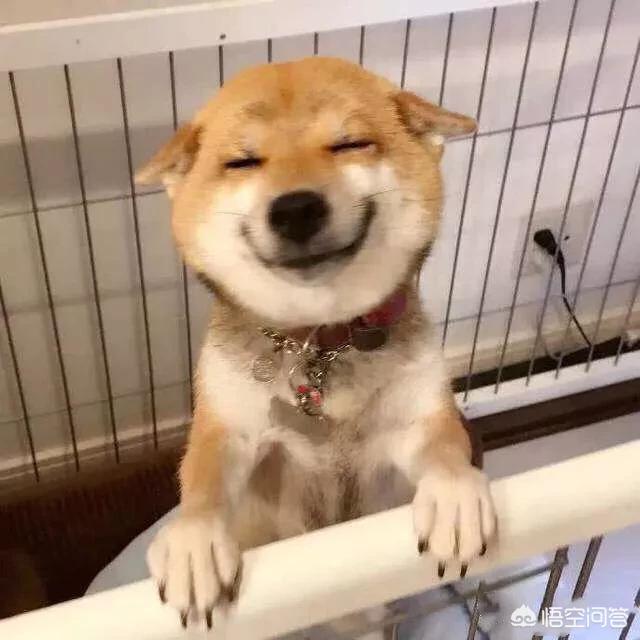 柴犬奇迹物语高清图片:请问：拉布拉多、比格、柴狗，养哪个更省心？
