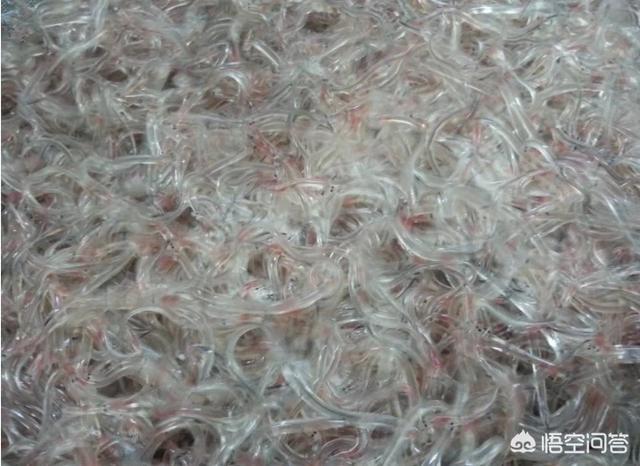 2019年的鳗鱼苗会多吗和什么因素有关