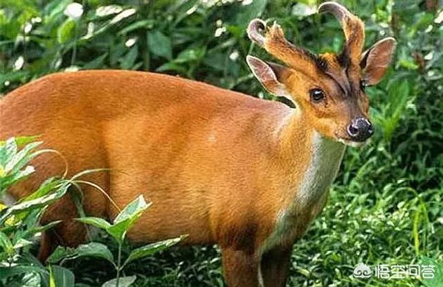 翡翠原石场口特点介绍,后江场口翡翠原石有些什么特点？