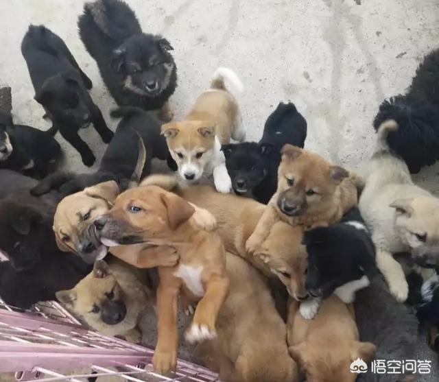 阳马小云与狗交配图:小公鸡与老母鸡，哪个的营养价值高？