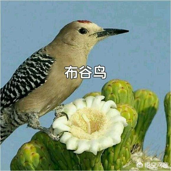 布谷鸟图片:农村麦收前，布谷鸟叫声是什么意思？你们那儿是怎么翻译的？ 布谷鸟图片 简笔画
