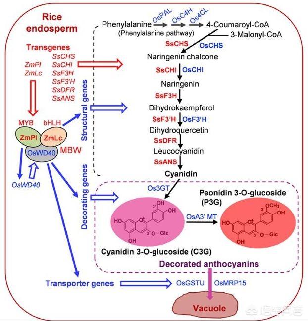 头条问答 好何才能使农业植物体内的花青素增加 19个回答
