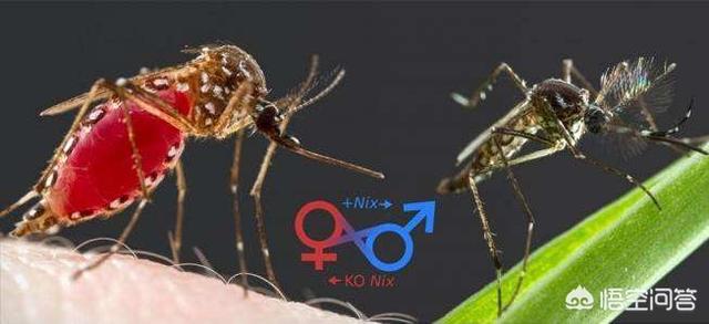 基因改造蚊子，以人类现有的技术水平能灭绝苍蝇和蚊子吗？为什么？