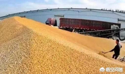 磷化铝使用不当可致命，小麦放时间长了还能不能吃