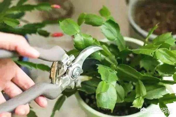 蟹爪兰图片养护:蟹爪兰怎样养护才能第二次开花？