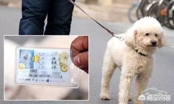 撞死小狗狗主索赔九个月狗粮费:开车过马路撞死一只狗，车主需要赔偿甚至负法律责任不？