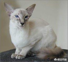 巴厘猫:怎样才能使巴厘猫变胖？有什么需要注意的吗？