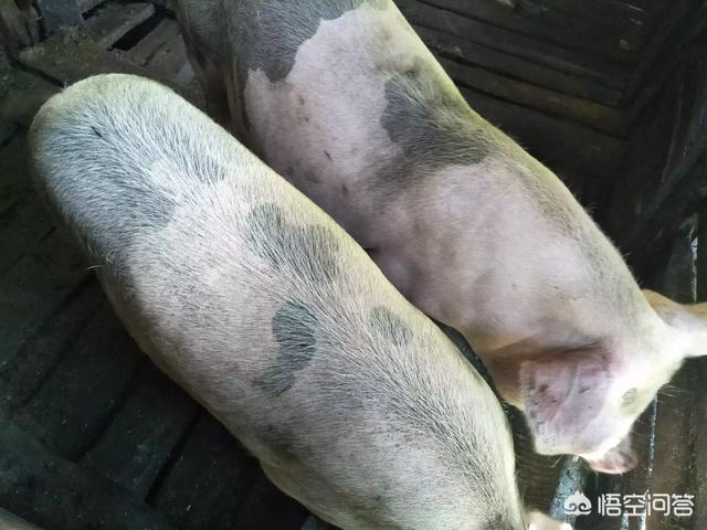 养殖什么好养又赚钱:在农村除了养猪，养什么还比较赚钱？