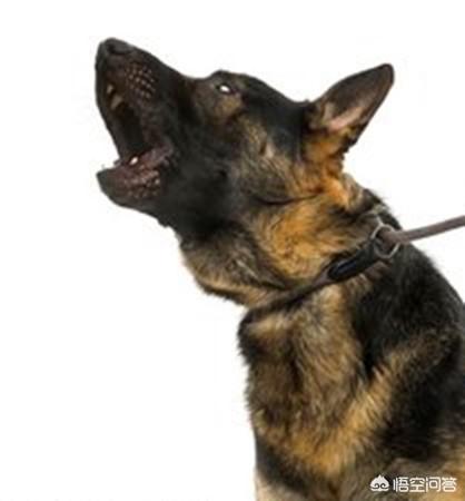 夜间细犬撵兔视频:夜间格力犬撵兔视频 农村菜地里野兔子太多了，糟蹋蔬菜，有什么办法解决这个问题啊？