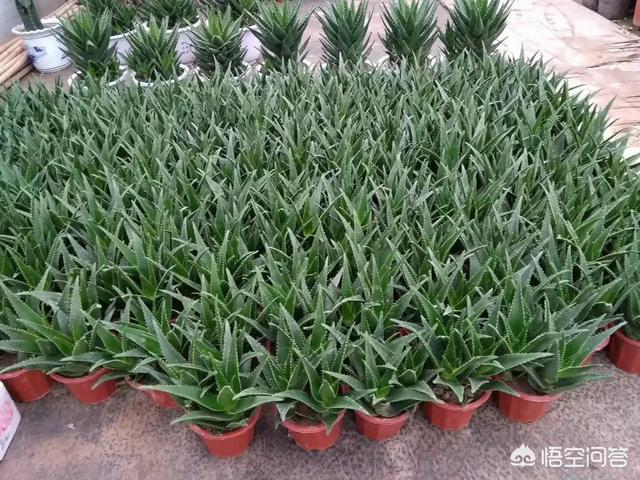 芦荟图片大全:芦荟开花时掉花骨朵是怎么回事？