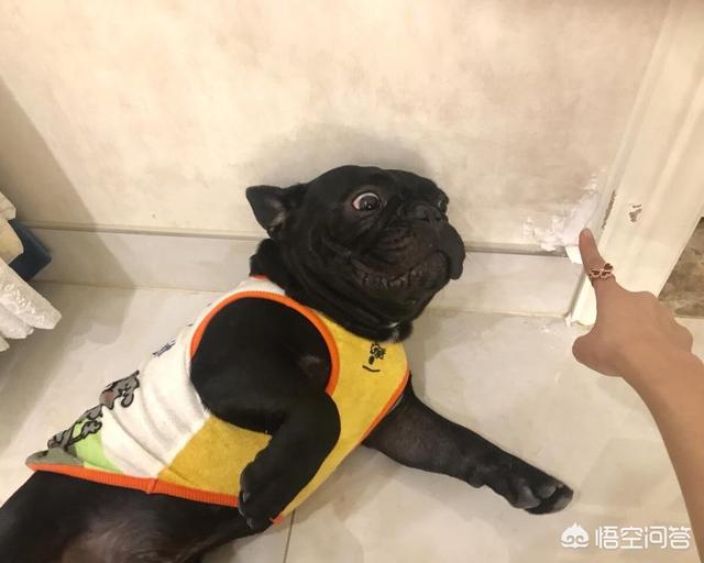 法斗犬好能睡:法斗犬各种睡姿 法斗睡觉时发出叫声是怎么回事？