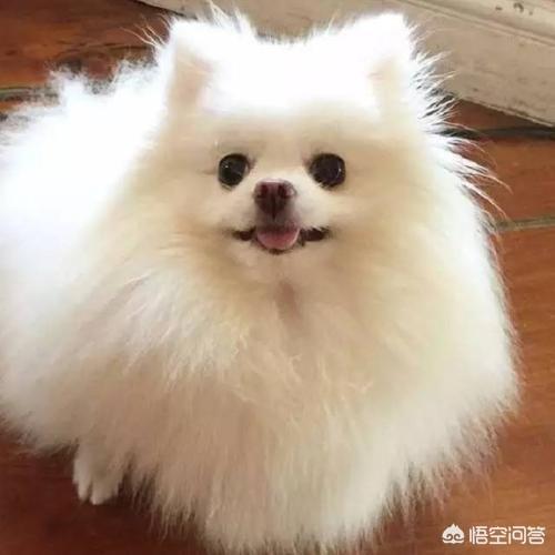 博美狗图片:博美犬为什么喜欢睡在你身边？