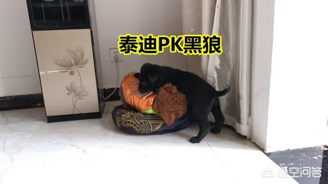 玛氏宠物护理主管待遇咋样:宠物美容师行业前景怎么样，薪水如何？