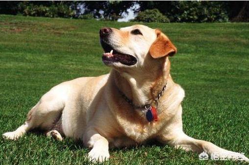 拉布拉多犬图片价格:拉布拉多犬图片价钱 想买只拉布拉多养，黑色的大概多少钱？
